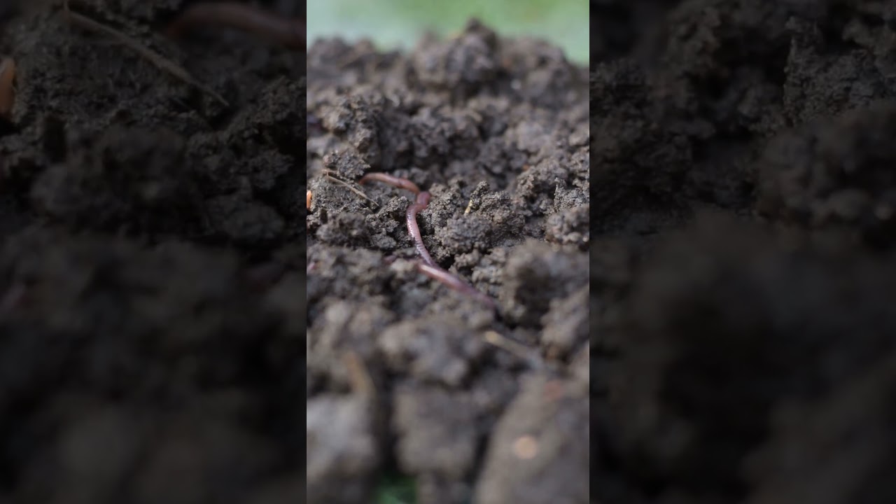 Worms' Secret Chemistry Unveiled!