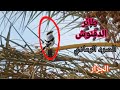 اسمع صوت طائر الصرد الرمادي  الحمامي  ابو بشير  ابو بشير  حالتي