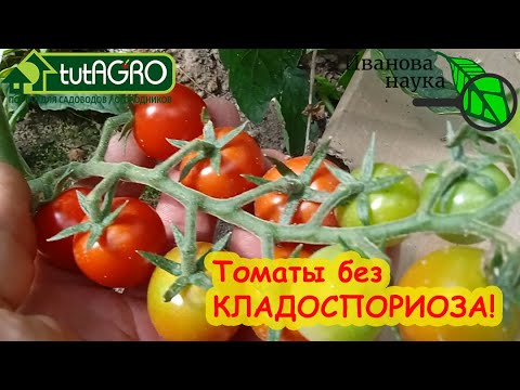 Вот почему мои томаты не болеют! Этот секрет поможет даже в трудных случаях.