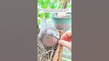 This girl found a wild turtle dove nesting on her windowsill and then...