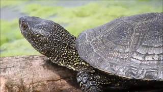 Европейская болотная черепаха и интересные факты о ней 🐢