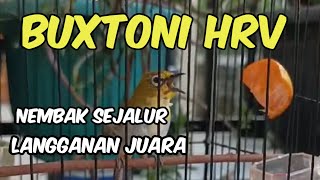 pleci buxtoni nembak wit wit sejalur panjang | pleci Bustomi lain ikut nembak sejalur