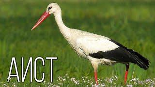 Storks: Birds bringing peace and children | Interesting facts about storks