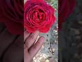 beautiful red 🌹 rose #viral #YouTube short 🌹🌹❣️