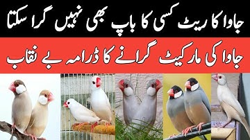 Java Sparrow New Update | Java Finch Business Future In 2025 | Mini Zoo