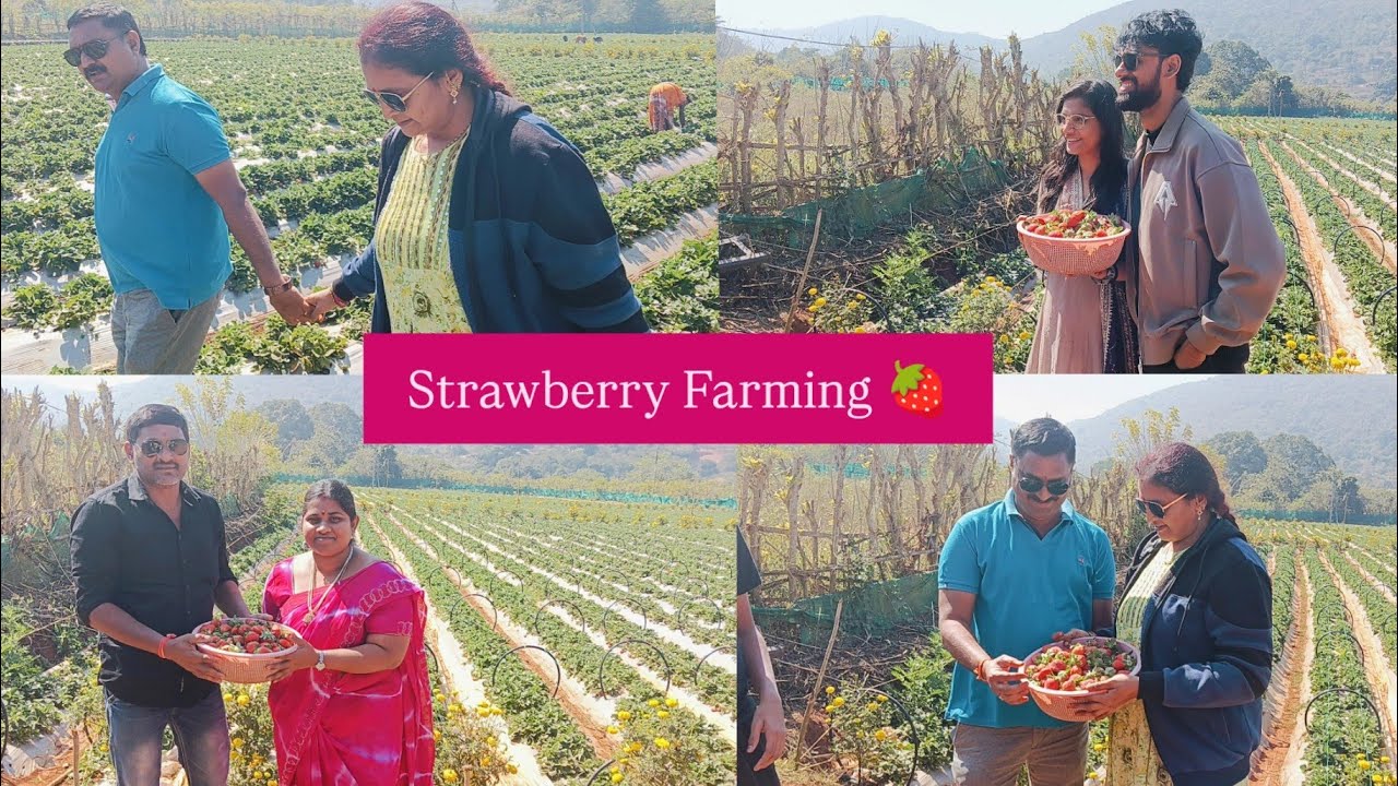 🍓 Strawberry Farming 🍓 at Lambasingi 🩷 || Fresh Farm Grown Veggies 🥦 || Kanuri Family ❤️