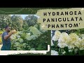 Hydrangea paniculata &#39;Phantom&#39; - Óriás bugás hortenzia | a növény, ami URALJA A TERET