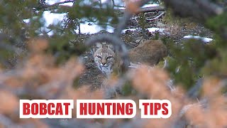 Bobcat Hunting Tips - Fred Eichler