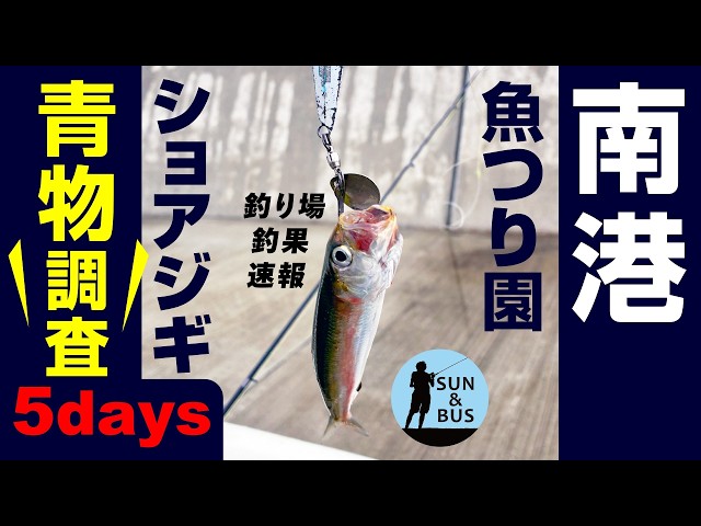 青物が渋くてもヒラスズキは熱い！冬に伊豆でヒラを釣るならココが