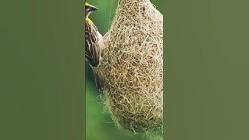 sarang burung manyar di alam liar