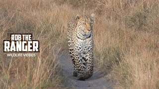 Leopard Heads To Her Den | Lalashe Maasai Mara Safari