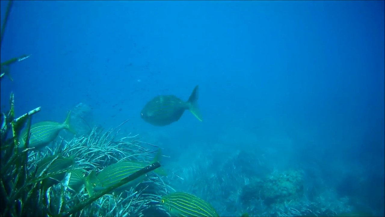 Banco de salpas | Goldline shoal (Sarpa salpa)