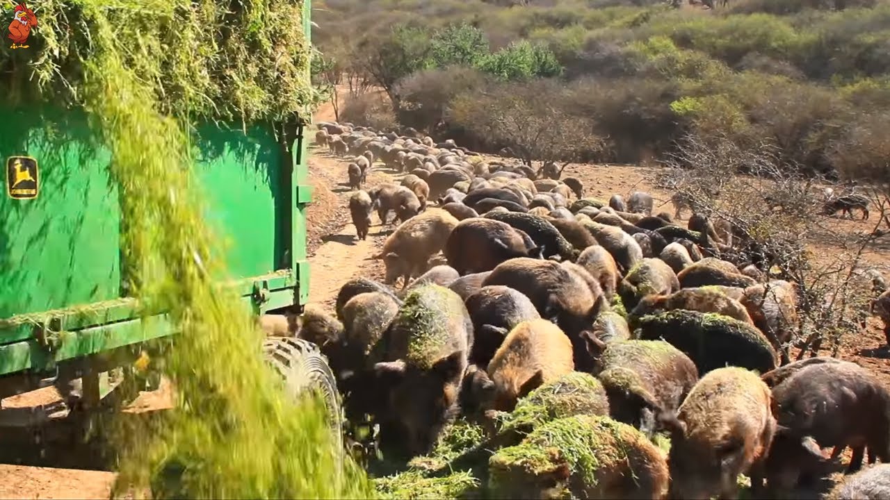 Trang Trại Nuôi Lợn Rừng - Kỹ Năng Thuần Hóa Lợn Rừng, Trang Trại Lợn Rừng Thả Rông