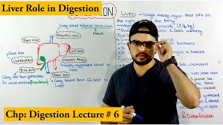 Liver and its role in digestion