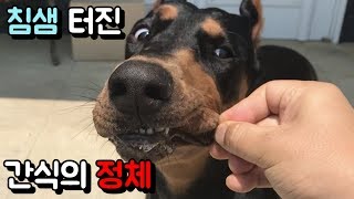 Dog saliva is flowing. What's the identity of the snack? (Dobermann)