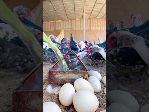 فيتامينات مع الماء للطيور     