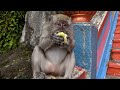 Walking tour with robber monkey in Kuala Lumpur, Malaysia-Batu Caves by DJI Osmo Pocket