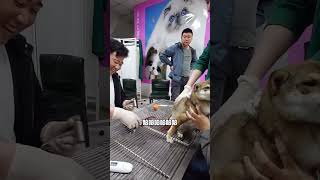 If the dog does not give birth within two hours after the amniotic fluid breaks or the interval betw by Pet Midwifery 2,279 views 4 weeks ago 7 minutes