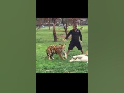 Tiger Saves Man From A Leopard Attack #shorts - YouTube
