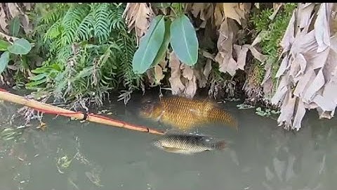 kích cá mương huyện hai ông cháu đánh chúng quả lớn được dất nhiều cá