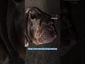 Dog just wants to relax. Is it the weekend yet? @sir_macksimus #relaxingdog #tireddog #bulldog #dog