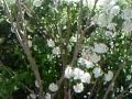 ARBUSTO COM FLORES BRANCAS