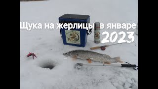 Щука на жерлицы в Январе 2023г