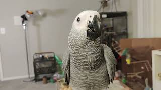 Griffin the African Grey Parrot's Potty Training: Tips for Training Your Parrot