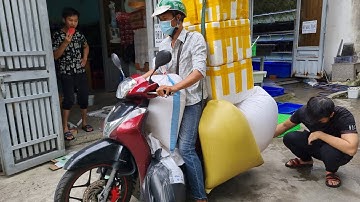 Cá thủy sinh, Cá dĩa, Cá la hán, guppy khuyến mãi, tặng cá mái betta