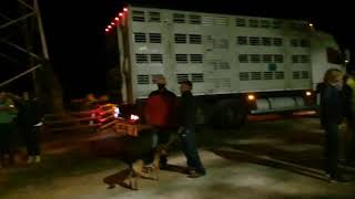 Larrivo A Vernante Dei Margari Partiti Da Casterino Dopo Lalluvione - 7 Ottobre 2020