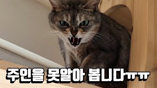 고양이 호텔에 맡겨놨더니 주인을 못알아보는 지니 ㅠㅠ