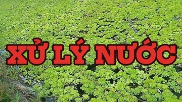 Video Xử lý nước để nuôi Ốc bươu đen, ốc nhồi đạt hiệu quả nhất #nuoiocbuouden #ốcbươu #ốcnhồi