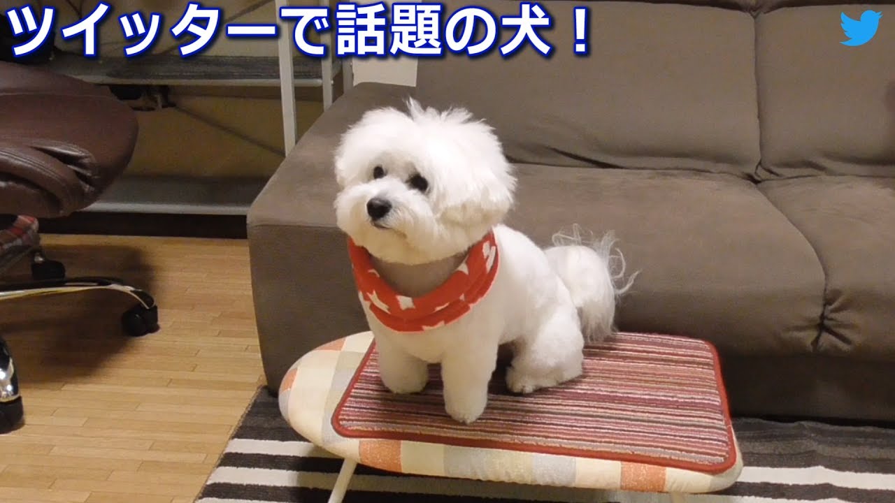 ツイッターで話題の犬 ビションフリーゼ Youtube