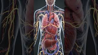 Human Body #motivation #facts #human #humanbody #vitalityboost