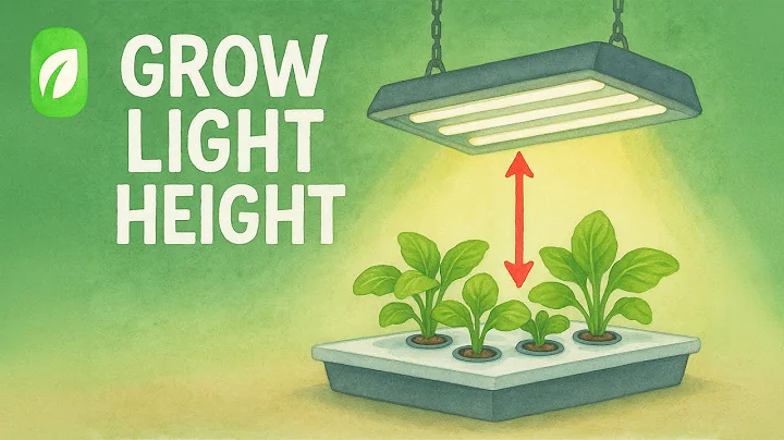 Grow Light Placement Guide: Achieving Maximum Plant Growth with the Right Hanging Height