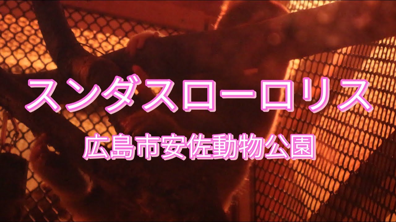 スンダスローロリス/広島市安佐動物公園/Sunda Slow Loris/Hiroshima City Asa Zoo