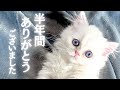 野良猫に育てられた極短足子猫は6ヶ月でこうなりました……