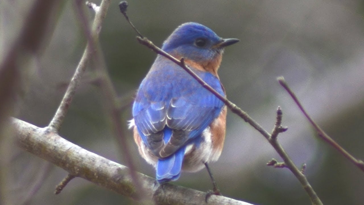 Eastern Bluebird sitting on tree before flying away | beautiful birds |  #beautifulbirds - YouTube