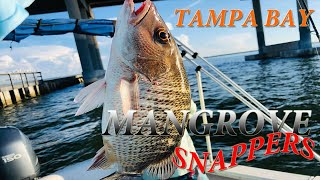 Cách Câu Cá Hồng ở Mỹ  || Cuộc Sống Mỹ ||  How To Mangrove Snapper Fishing In Tampa Bay