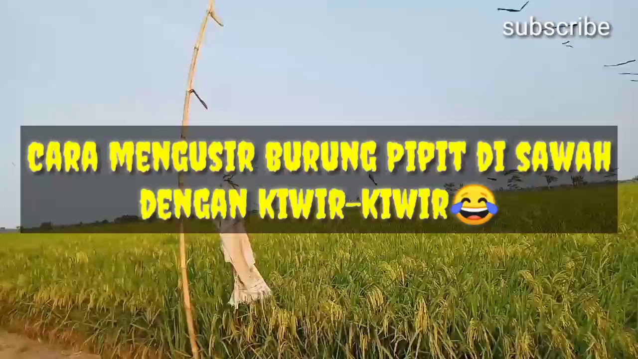 Cara Mengusir Burung Pipit Di Sawah Dengan Kiwir2 Part1 Youtube