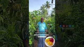 ലകതതല ഏററവ വലകടയ മമപഴ തകൾ കരളതതൽ Miyazaki Mango Mundagara Karshika Nursery
