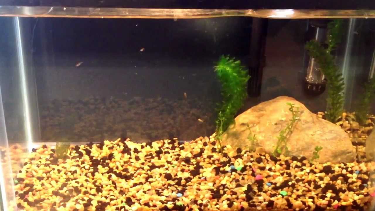 Balloon Belly Molly Fry YouTube