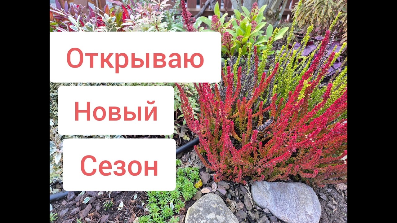 🌷 ПЕРВЫЙ ДЕНЬ ВЕСНЫ | Открываю новый сезон сада | Как перезимовали растения