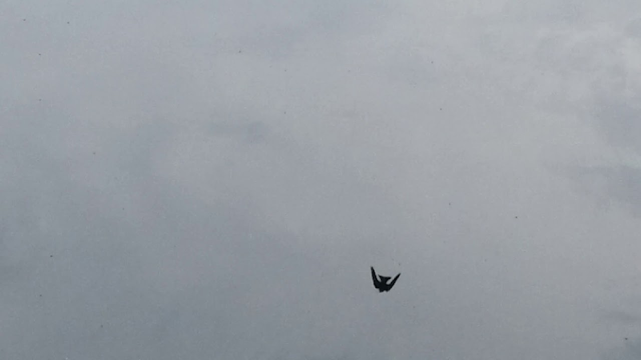 Captain B's Fishing Guide Service and Charter Branson Missouri