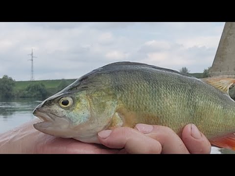 Ловля ОКУНЯ НА ПОПЛАВОК - YouTube