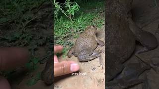 🎉🎉 #TIMELAPSE, START to FINISH Alone BUILDLOG Cabin (Wooden House) #ishantkarnaliya #frog SP93