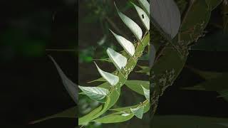🌹⁶☆•² Indian Charcoal Tree, Gio, Jivan (Trema orientale) in Hemp Family (Cannabaceae)