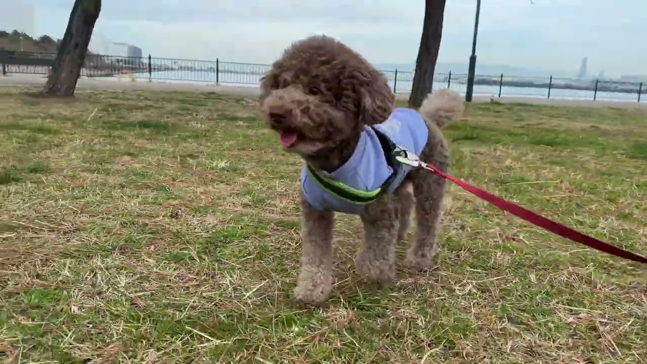 2026.2.27 ドッグラン動画