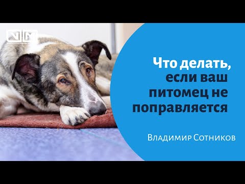 Видео: Как получить максимум от назначения ветеринара вашей старшей собаки