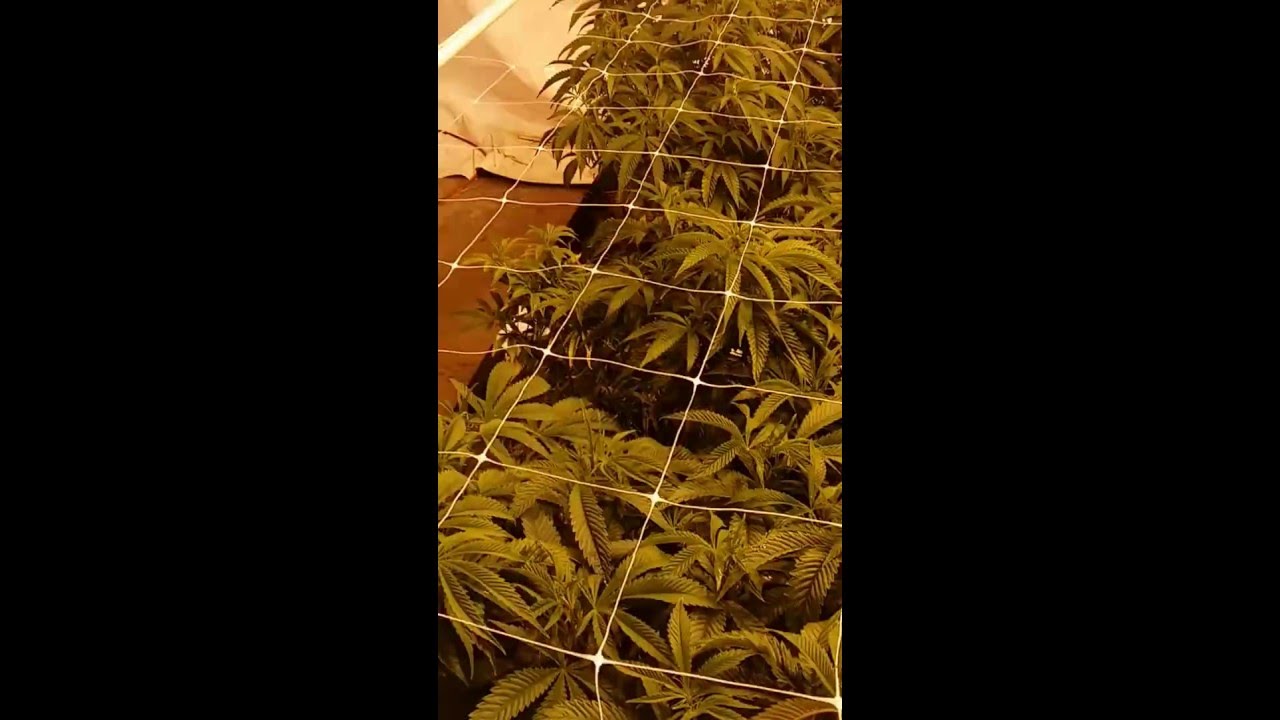 Update Notill organic cannabis grow...8 gavitas, 3 4x8 beds, blumat drippers.Part 4